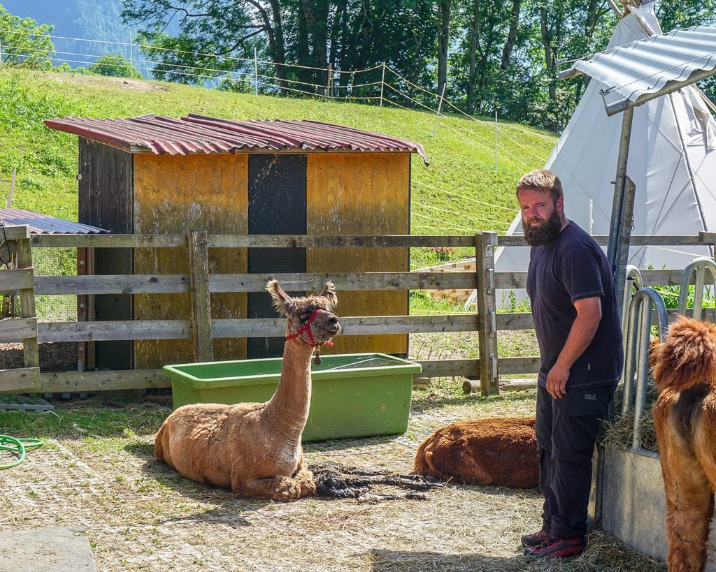 Newborn baby llama after birth in Triesenberg, Liechtenstein