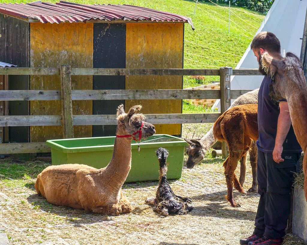 Newborn baby llama after birth in Triesenberg, Liechtenstein
