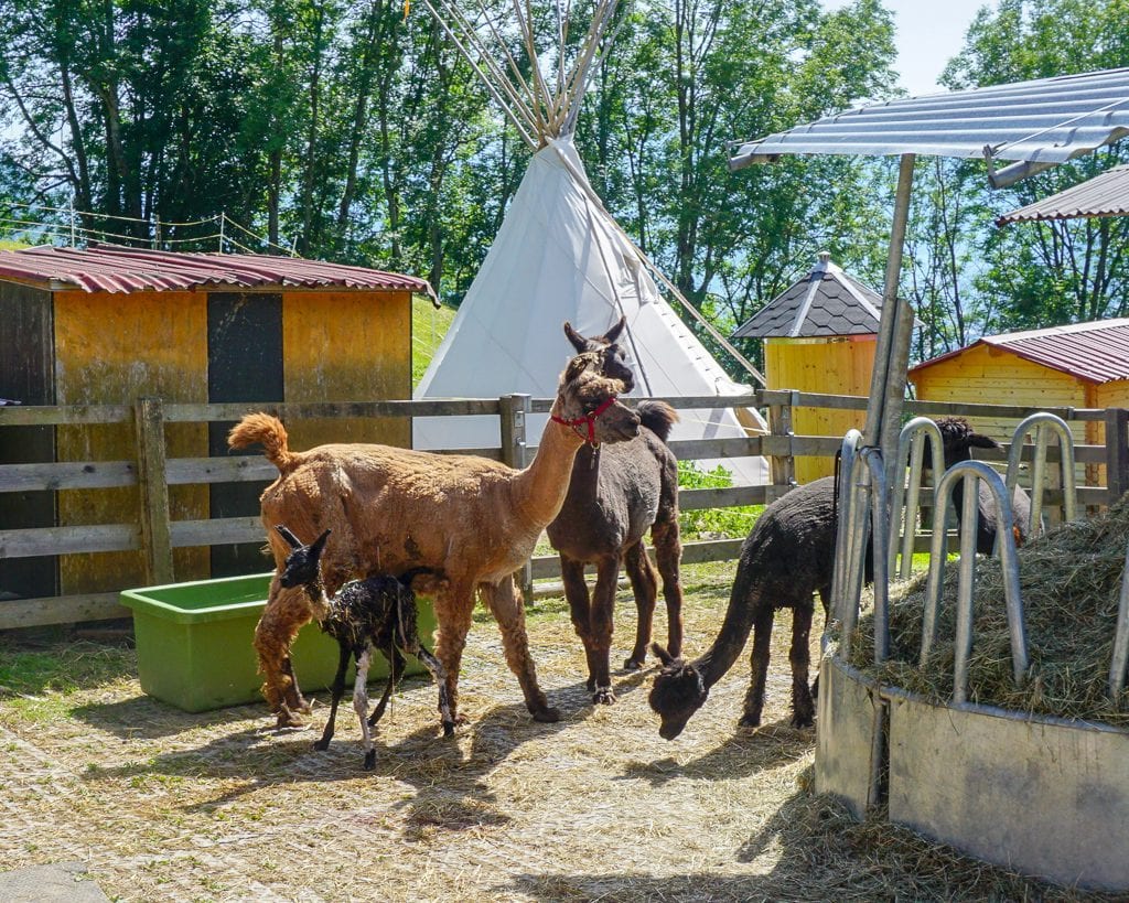 Newborn baby llama takes first steps in Triesenberg, Liechtenstein